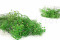 Green Gypsophila Packaged in a Bunch and Delicately Preserved to Last for Years