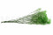 Green Gypsophila Packaged in a Bunch and Delicately Preserved to Last for Years