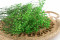 Green Gypsophila Packaged in a Bunch and Delicately Preserved to Last for Years