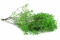 Green Gypsophila Packaged in a Bunch and Delicately Preserved to Last for Years