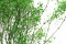 Green Gypsophila Packaged in a Bunch and Delicately Preserved to Last for Years
