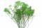 Green Gypsophila Packaged in a Bunch and Delicately Preserved to Last for Years