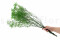 Green Gypsophila Packaged in a Bunch and Delicately Preserved to Last for Years