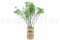 Green Gypsophila Packaged in a Bunch and Delicately Preserved to Last for Years