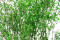 Green Gypsophila Packaged in a Bunch and Delicately Preserved to Last for Years
