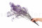 Lavender Gypsophila Packaged in a Bunch and Delicately Preserved to Last for Years