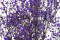 Lavender Gypsophila Packaged in a Bunch and Delicately Preserved to Last for Years