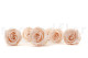 A Box Containing 6 Extra Large Pink Blush Eternal Rose Heads From Kiara