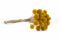 A bouquet of dried yellow craspedia, also known as billy ball