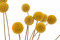 A bouquet of dried yellow craspedia, also known as billy ball