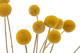 A bouquet of dried yellow craspedia, also known as billy ball