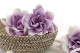 A Box of 6 Bicolor White and Purple Preserved Gardenia