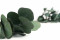 A Bunch of Greeen Preserved Silver Dollar Eucalyptus