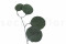 A Bunch of Greeen Preserved Silver Dollar Eucalyptus