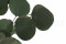 A Bunch of Greeen Preserved Silver Dollar Eucalyptus
