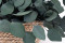 A Bunch of Greeen Preserved Silver Dollar Eucalyptus