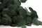 A Bunch of Greeen Preserved Silver Dollar Eucalyptus