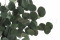 A Bunch of Greeen Preserved Silver Dollar Eucalyptus