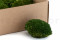 A Box Of Nature Green Mini Pole Moss for Crafting Moss Art