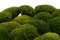 A Box Of Nature Green Mini Pole Moss for Crafting Moss Art
