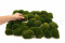 A Box Of Nature Green Mini Pole Moss for Crafting Moss Art