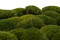 A Box Of Nature Green Mini Pole Moss for Crafting Moss Art
