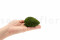A Box Of Nature Green Mini Pole Moss for Crafting Moss Art