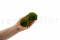 A Box Of Nature Green Mini Pole Moss for Crafting Moss Art