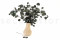 A Bunch of Silver Dollar Eucalyptus Delicately Preserved to Last Forever