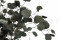 A Bunch of Silver Dollar Eucalyptus Delicately Preserved to Last Forever
