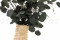 A Bunch of Silver Dollar Eucalyptus Delicately Preserved to Last Forever