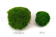 A Box Of Light Green Mini Pole Moss for Crafting Moss Art