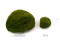 A Box Of Nature Green Mini Pole Moss for Crafting Moss Art
