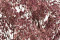 Dusty Rose Gypsophila Packaged in a Bunch and Delicately Preserved to Last for Years