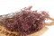 Dusty Rose Gypsophila Packaged in a Bunch and Delicately Preserved to Last for Years