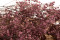 Dusty Rose Gypsophila Packaged in a Bunch and Delicately Preserved to Last for Years