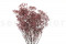 Dusty Rose Gypsophila Packaged in a Bunch and Delicately Preserved to Last for Years