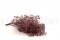 Dusty Rose Gypsophila Packaged in a Bunch and Delicately Preserved to Last for Years
