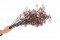 Dusty Rose Gypsophila Packaged in a Bunch and Delicately Preserved to Last for Years