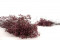 Dusty Rose Gypsophila Packaged in a Bunch and Delicately Preserved to Last for Years