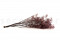 Dusty Rose Gypsophila Packaged in a Bunch and Delicately Preserved to Last for Years