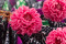 A Box Containing Twelve Strawberry Pink Long-Lasting Dahlia
