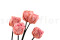 Five preserved pink roses heads on a stem 