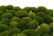 A Box Of Nature Green Mini Pole Moss for Crafting Moss Art