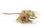 A dried banksia hookeriana in natural color on a stem