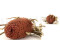 An old pink banksia hookeriana dried on a stem