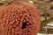 An old pink banksia hookeriana dried on a stem