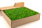 Preserved premium-quality green reindeer moss sold wholesale for green walls