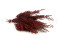 A Bunch of Red Preserved Stoebe in a Hand and in its Packaging
