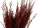 A Bunch of Red Preserved Stoebe in a Hand and in its Packaging